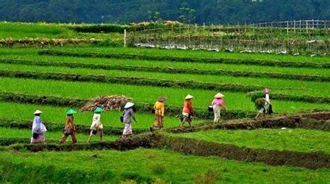 Transformasi pertanian menuju smart farming di hadapkan pada beberapa tantangan yang perlu di atasi.