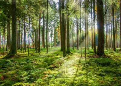 Sistem Informasi Pengelolaan Hutan Desa: Optimalisasi Pengelolaan Hutan untuk Keberlanjutan Lingkungan dan Pendapatan Desa