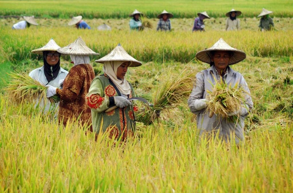 Transformasi Tata Kelola Pertanian di Perdesaan dengan Sistem Informasi Pertanian